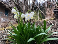 4e4c2ccd-20190317 Drijemovci.jpg